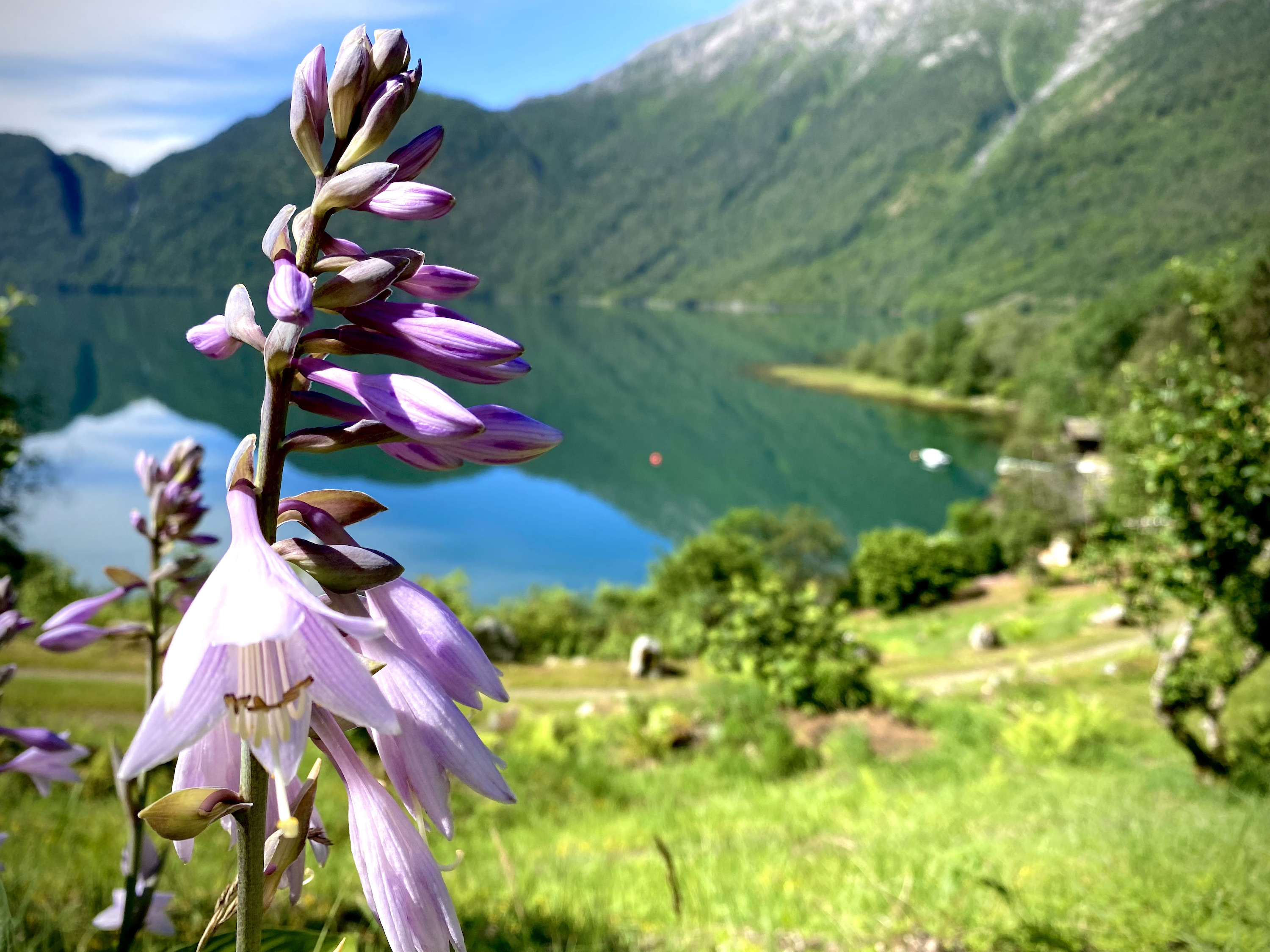 Blomst med fjell og sjø i bakgrunn
